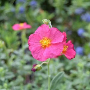 Helianthemum 'Ben Hope' ---